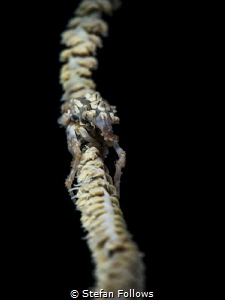 Hang in there ... !

Xeno Crab - Xenocarcinus tubercula... by Stefan Follows 